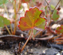 Pelargonium setulosum
