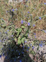 Echium vulgare