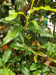 Prunus lusitanica azorica