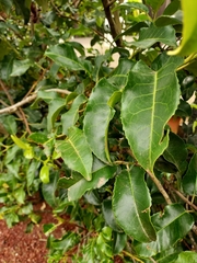 Prunus lusitanica azorica