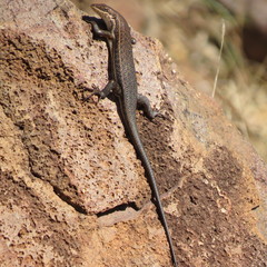 Trachylepis varia