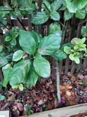 Viburnum treleasei