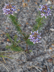 Gompholobium confertum
