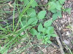 Rubus saxatilis
