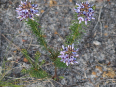 Gompholobium confertum