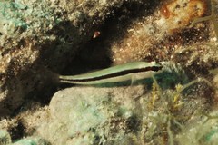 Gobius vittatus