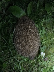 Erinaceus europaeus