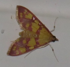 Stenochora lancinalis