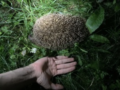 Erinaceus europaeus