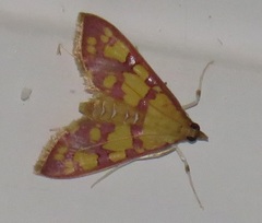 Stenochora lancinalis