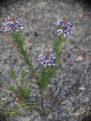 Gompholobium confertum