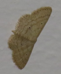 Scopula minorata