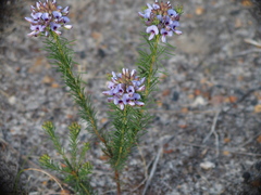 Gompholobium confertum