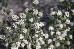 Cryptandra tomentosa