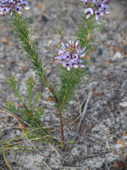 Gompholobium confertum