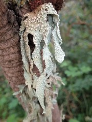 Ramalina ovalis