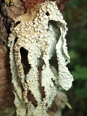 Ramalina ovalis