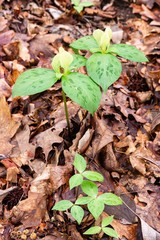 Trillium discolor