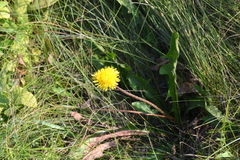 Taraxacum bessarabicum