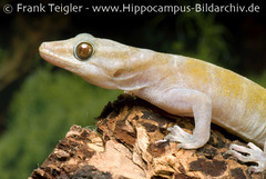 Golden Gecko photo 2