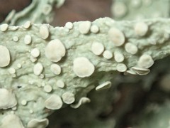 Ramalina ovalis