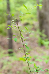 Ilex cuthbertii
