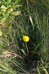 Taraxacum bessarabicum