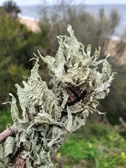 Ramalina ovalis