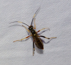 Polytribax contiguus