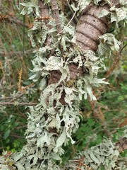Ramalina ovalis
