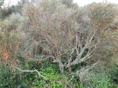 Ramalina ovalis