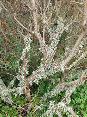 Ramalina ovalis