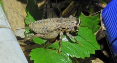 Loxoblemmus