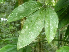 Syngonium triphyllum