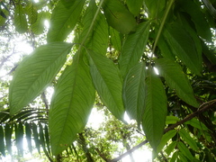 Syngonium triphyllum