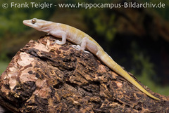 Golden Gecko photo 1