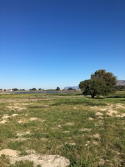 Mesembryanthemum canaliculatum