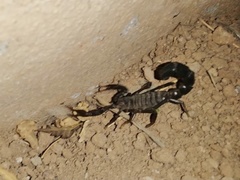 Androctonus crassicauda