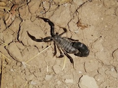 Androctonus crassicauda