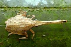 Pyrops candelaria