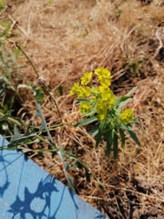 Euphorbia virgata