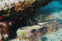 Gobius vittatus