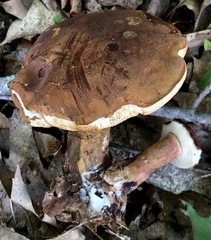 Tylopilus ferrugineus