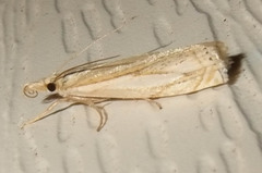Crambus saltuellus