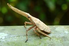Pyrops candelaria