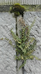 Asplenium trichomanes