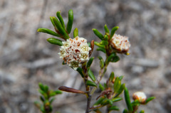 Spyridium eriocephalum