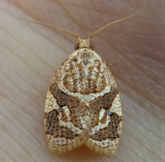 Adoxophyes templana