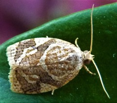 Adoxophyes templana