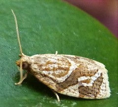 Adoxophyes templana